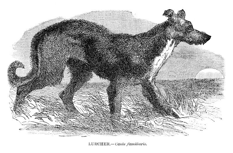 Lurcher Dog雕刻于1892年